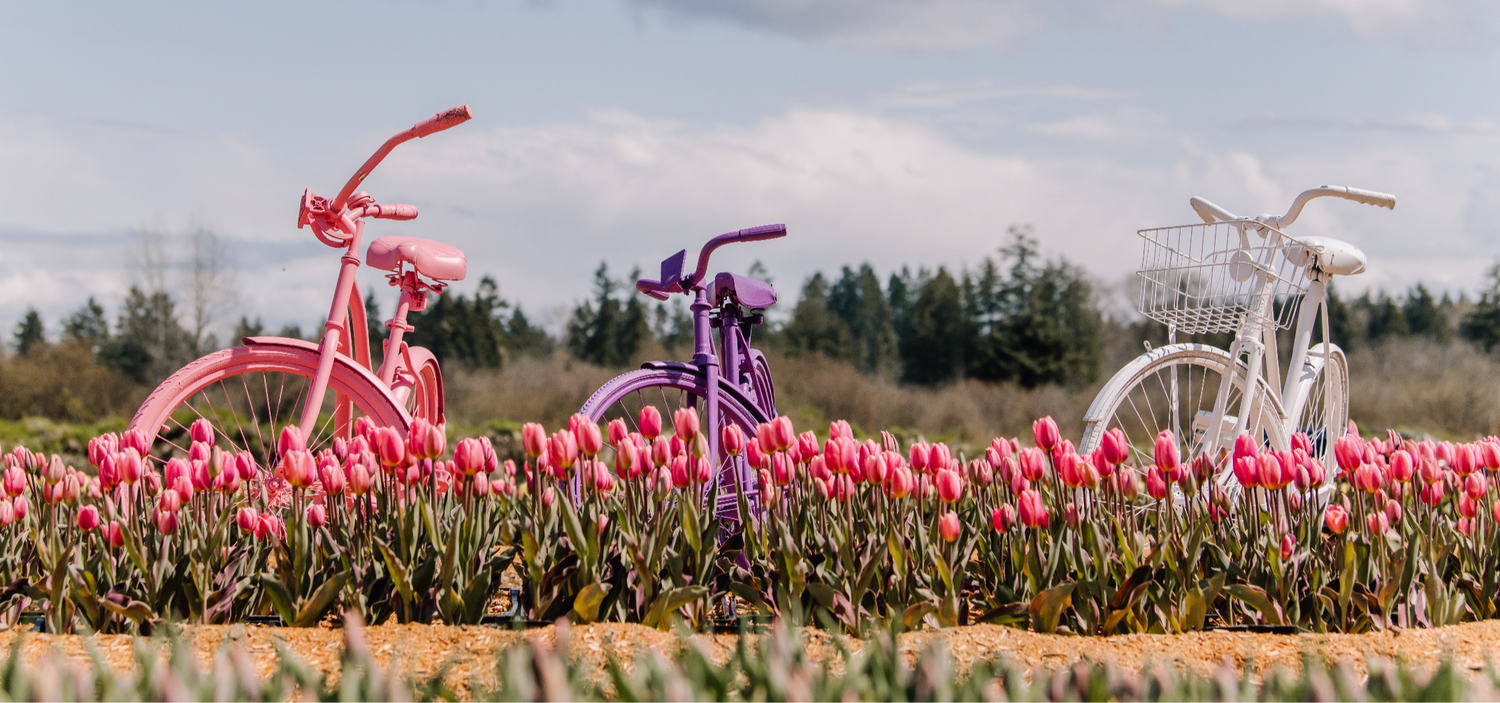 2025 Coastal Black Tulip Festival, Black Creek BC