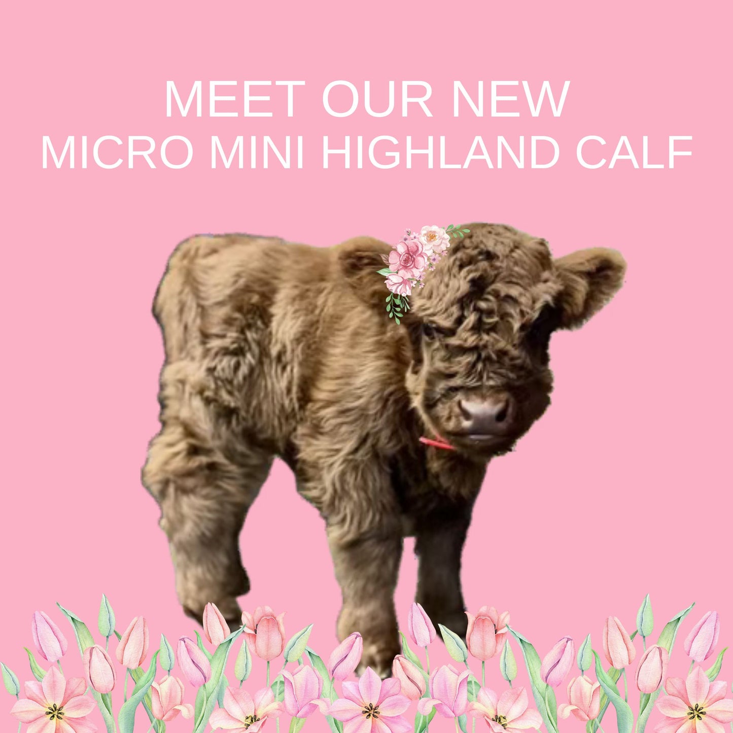 Micro Miniature Highland Calf