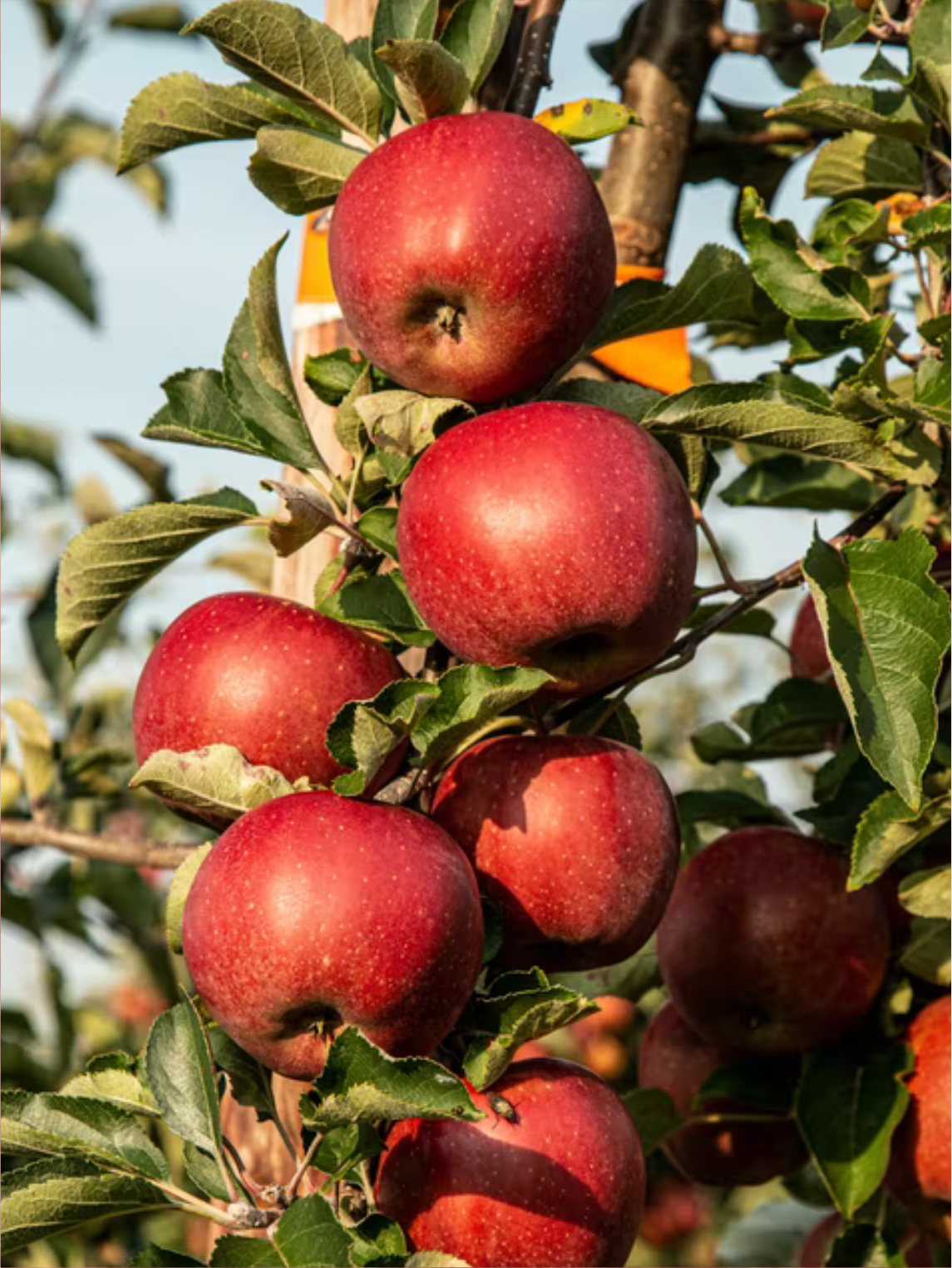 Second Page | Apple Cider - Coastal Black