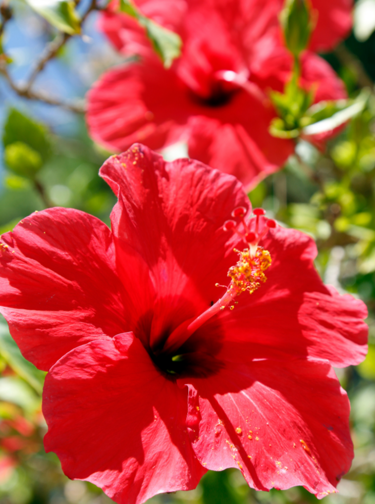 Second Page | Hibiscus Cider - Coastal Black