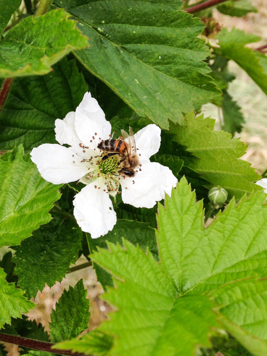 Blackberry Honey - Coastal Black