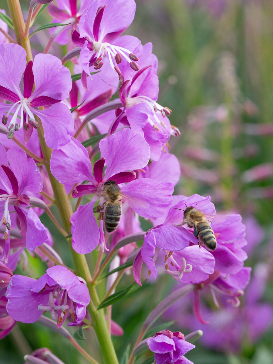 Fireweed Honey - Coastal Black