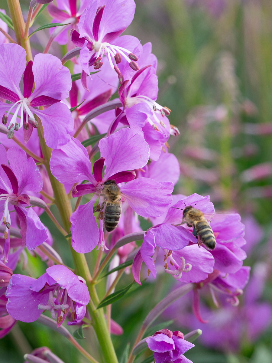 Fireweed Honey