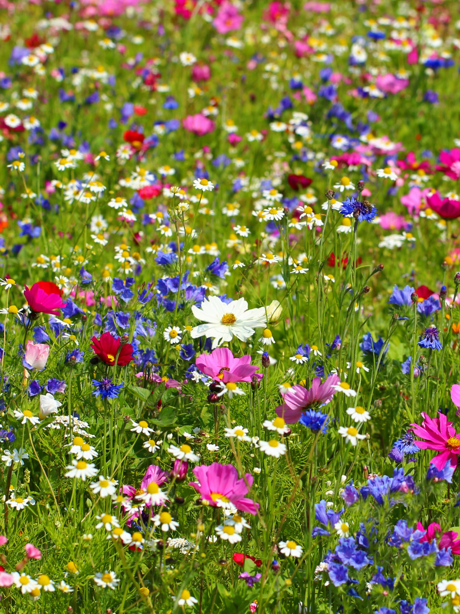 Wildflower Honey - Coastal Black