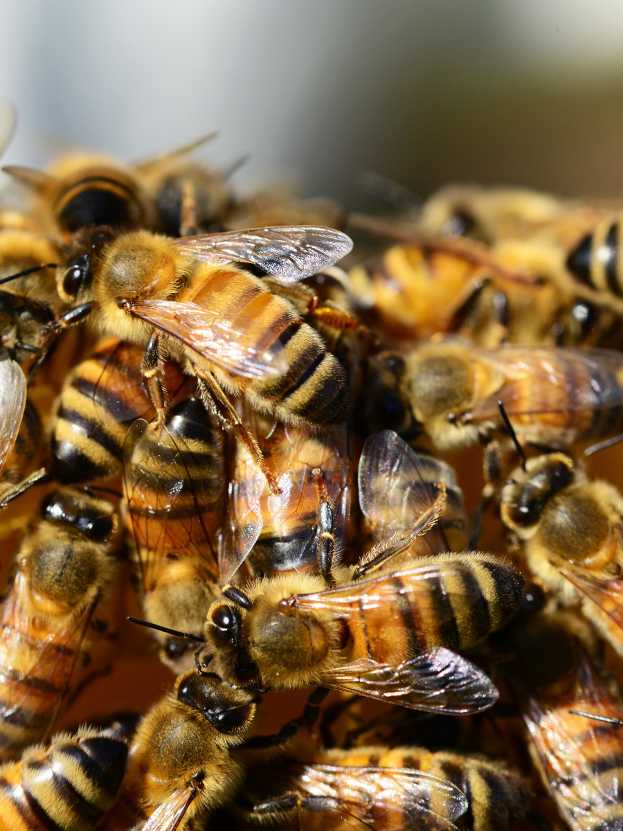 New Zealand Package of Bees Deposit - Coastal Black