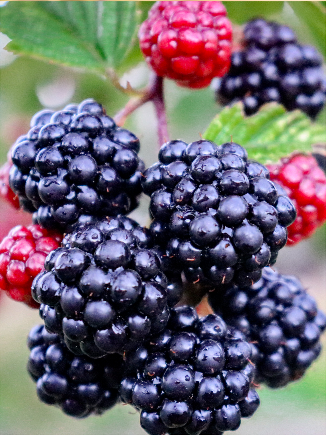 Blackberry Table Wine - Coastal Black
