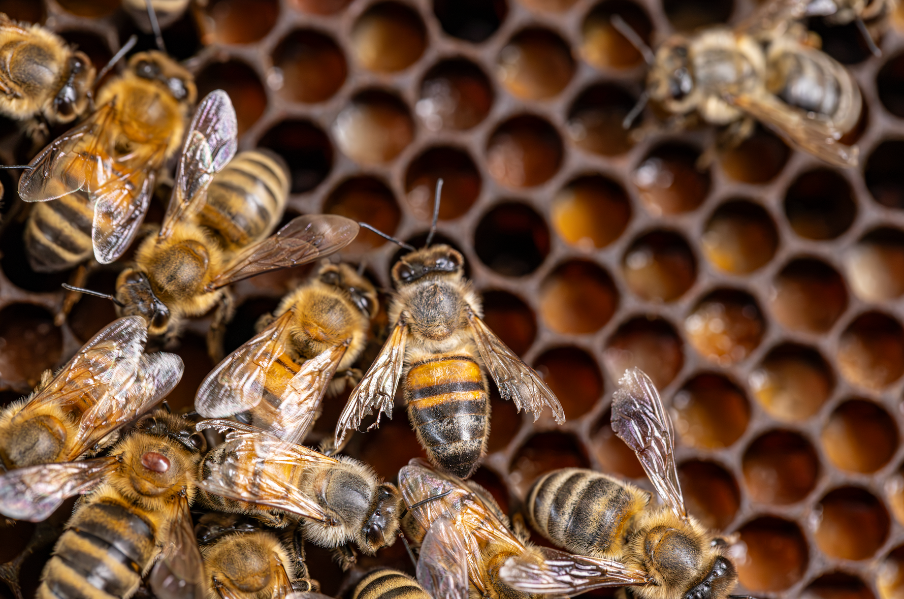 Big D's Honey Bee Packages – Coastal Black