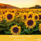 Sunflower Fest