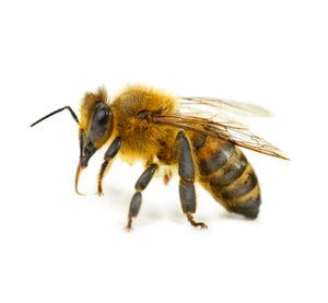 Bee Nuc Payment