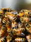 New Zealand Package of Bees Deposit