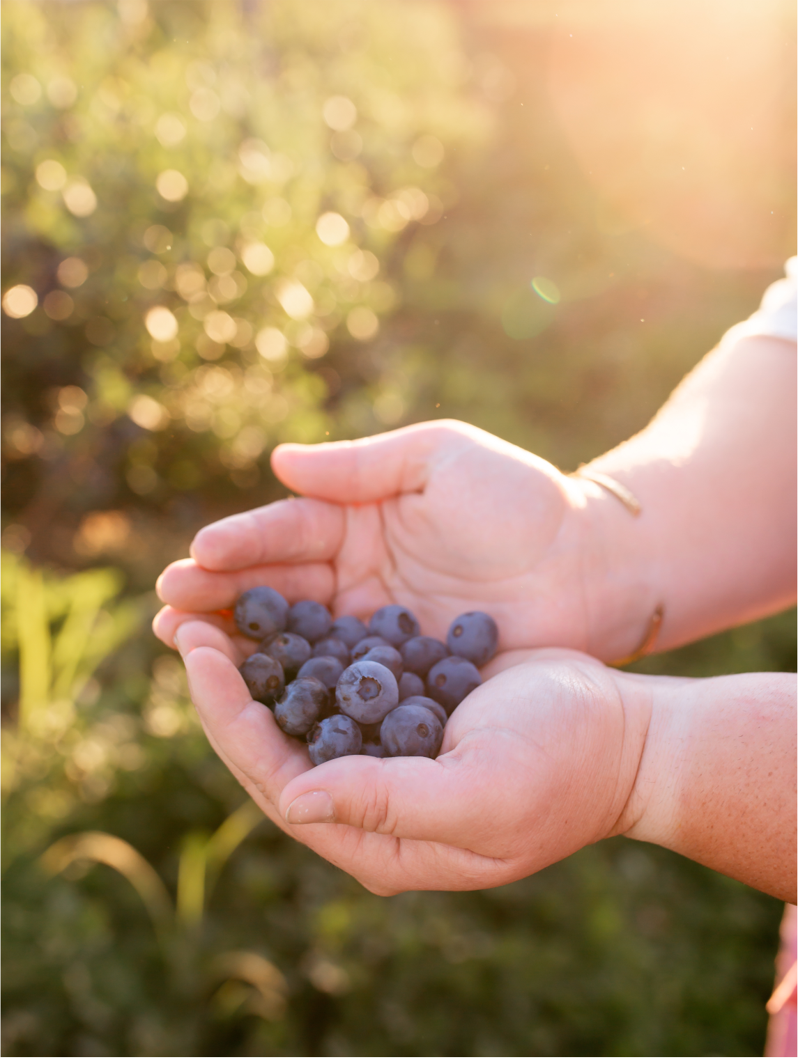 Blue Jay - Blueberry Dessert Style Wine